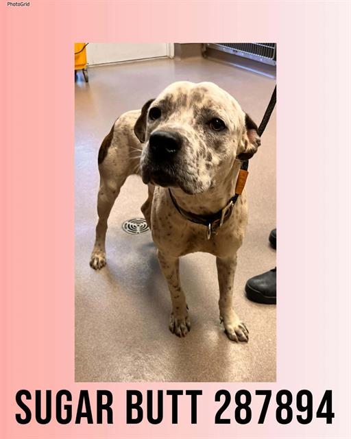 Enlarge SUGAR BUTT, a Adoptable Mixed Breed in Macon, GA image 2/2