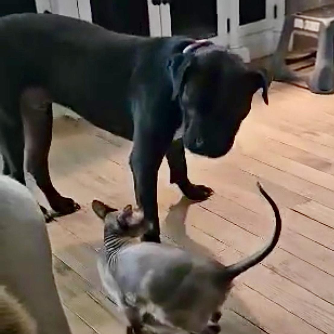 Presenting The Fabulous Fang