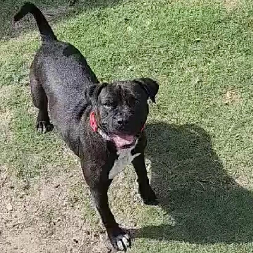 Presenting The Fabulous Fang