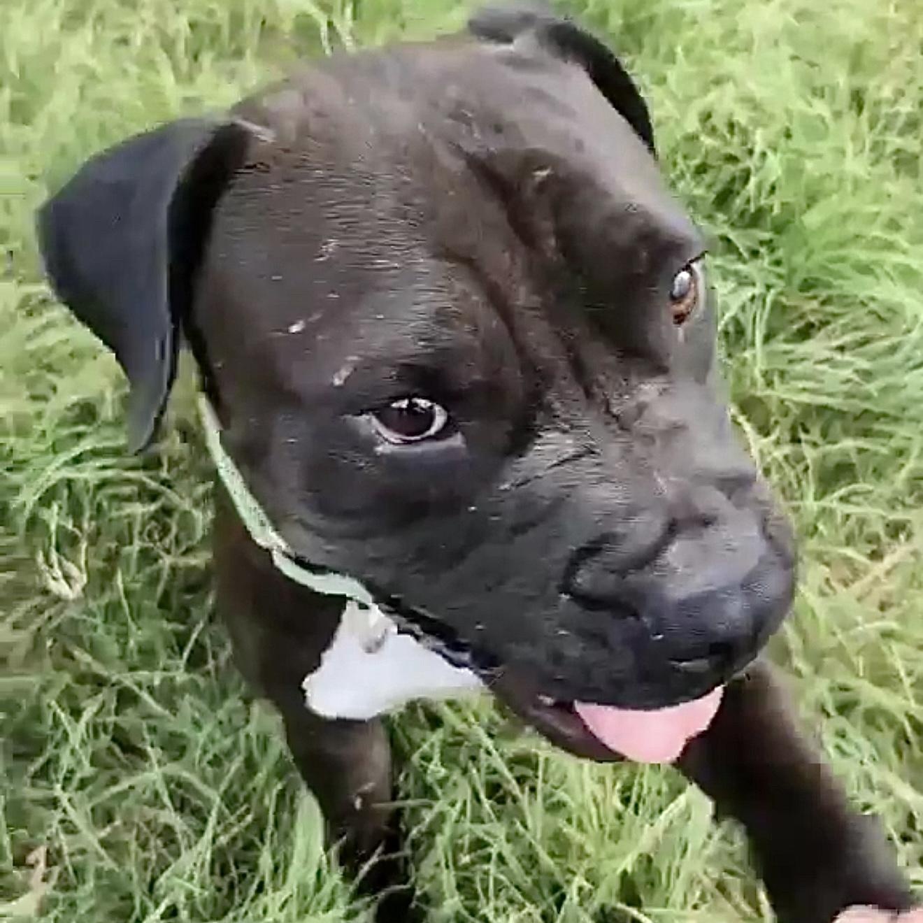 Presenting The Fabulous Fang