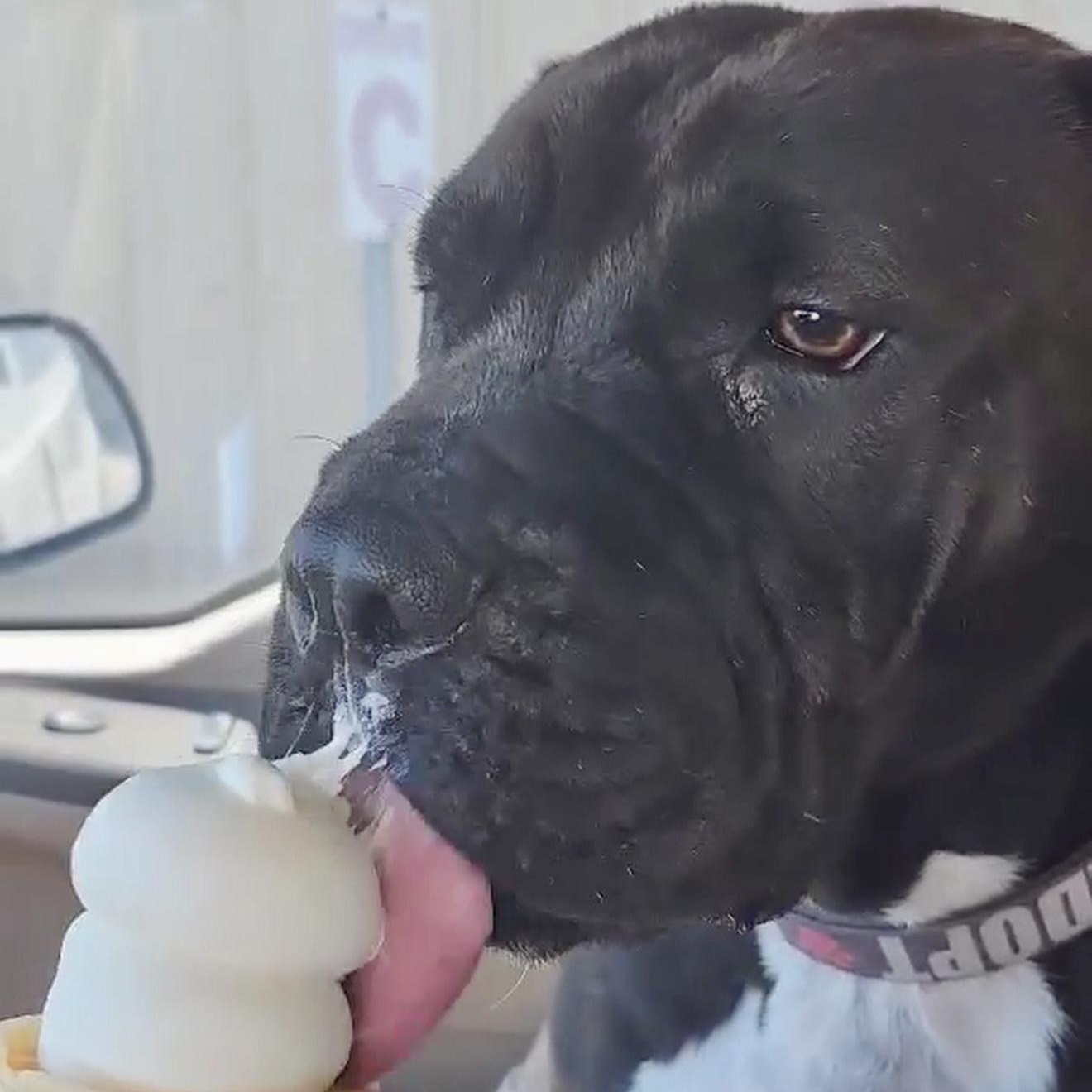 Presenting The Fabulous Fang