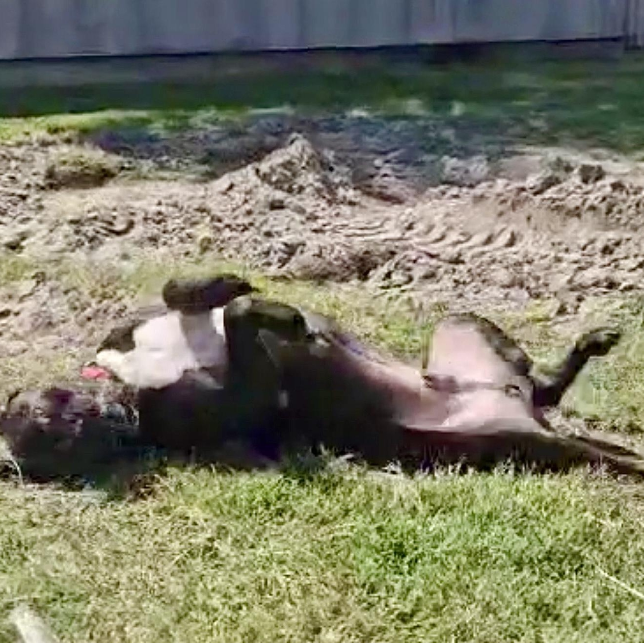 Presenting The Fabulous Fang