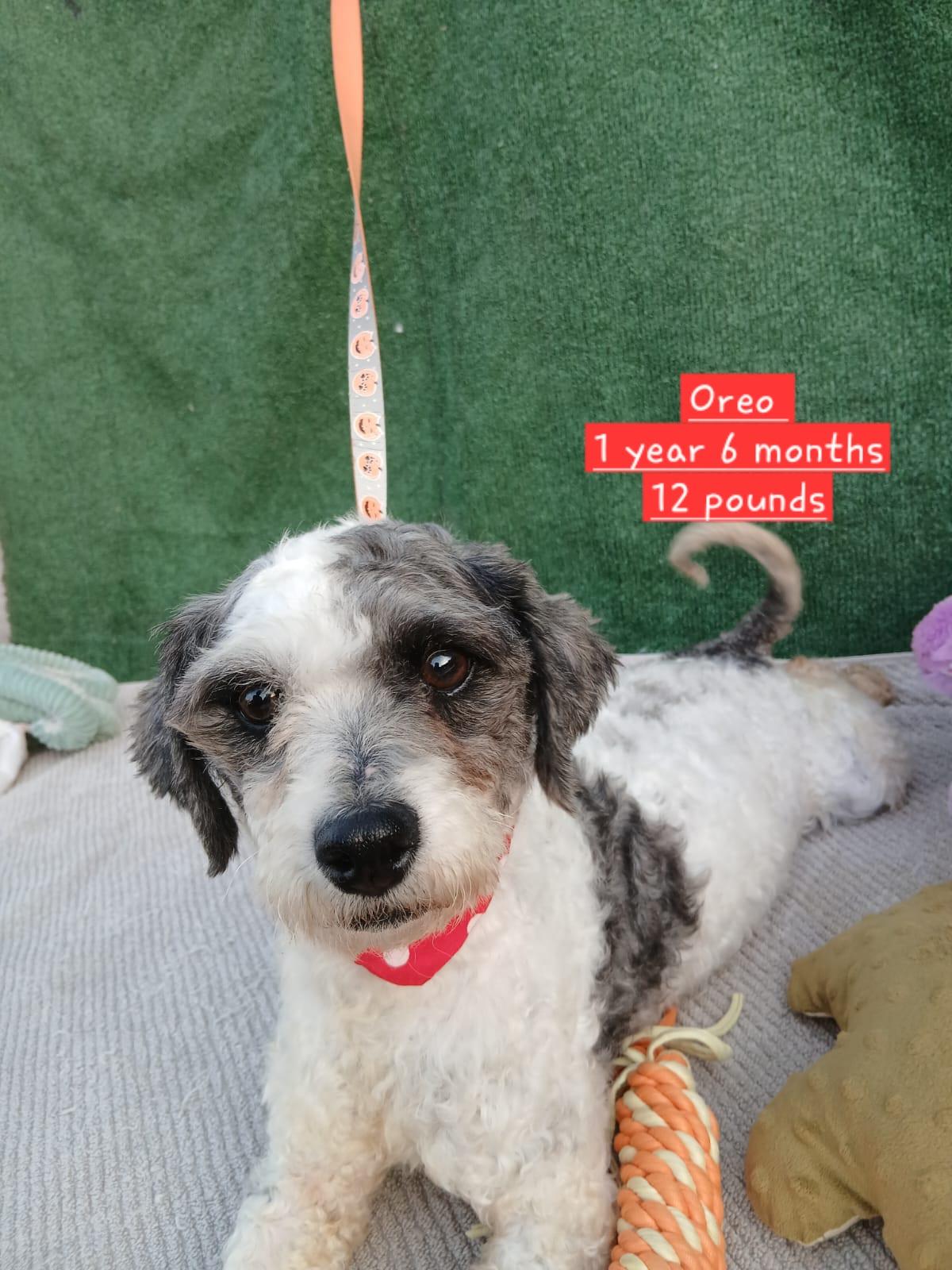 Oreo, adopted, Adult Female Maltipoo.