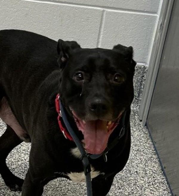 Enlarge Nova, a Adoptable mixed breed in Golden, CO image 2/6