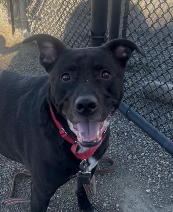 Enlarge Nova, a Adoptable mixed breed in Golden, CO image 3/6