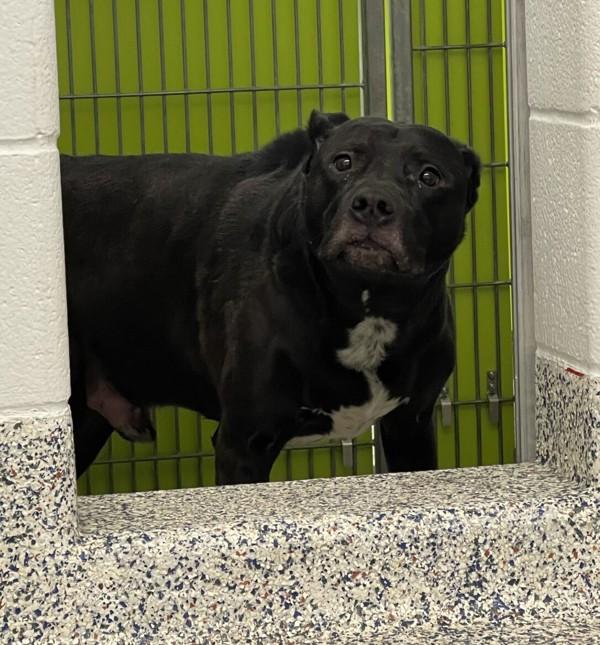 Enlarge Nova, a Adoptable mixed breed in Golden, CO image 4/6