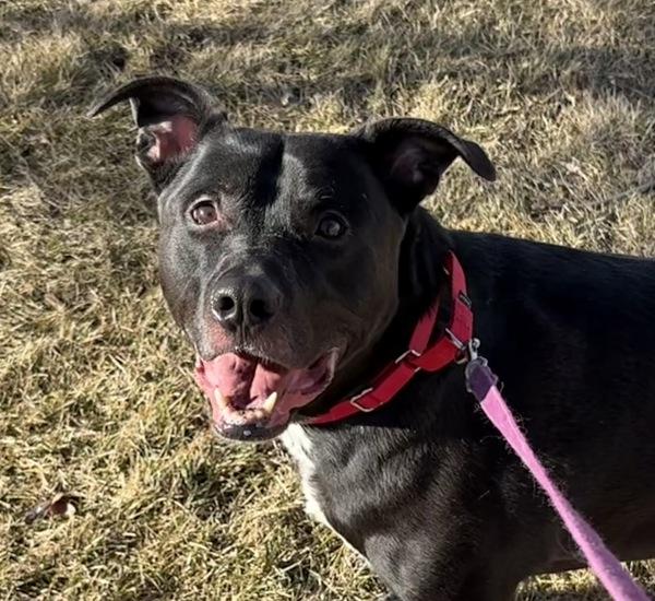 Enlarge Nova, a Adoptable mixed breed in Golden, CO image 6/6