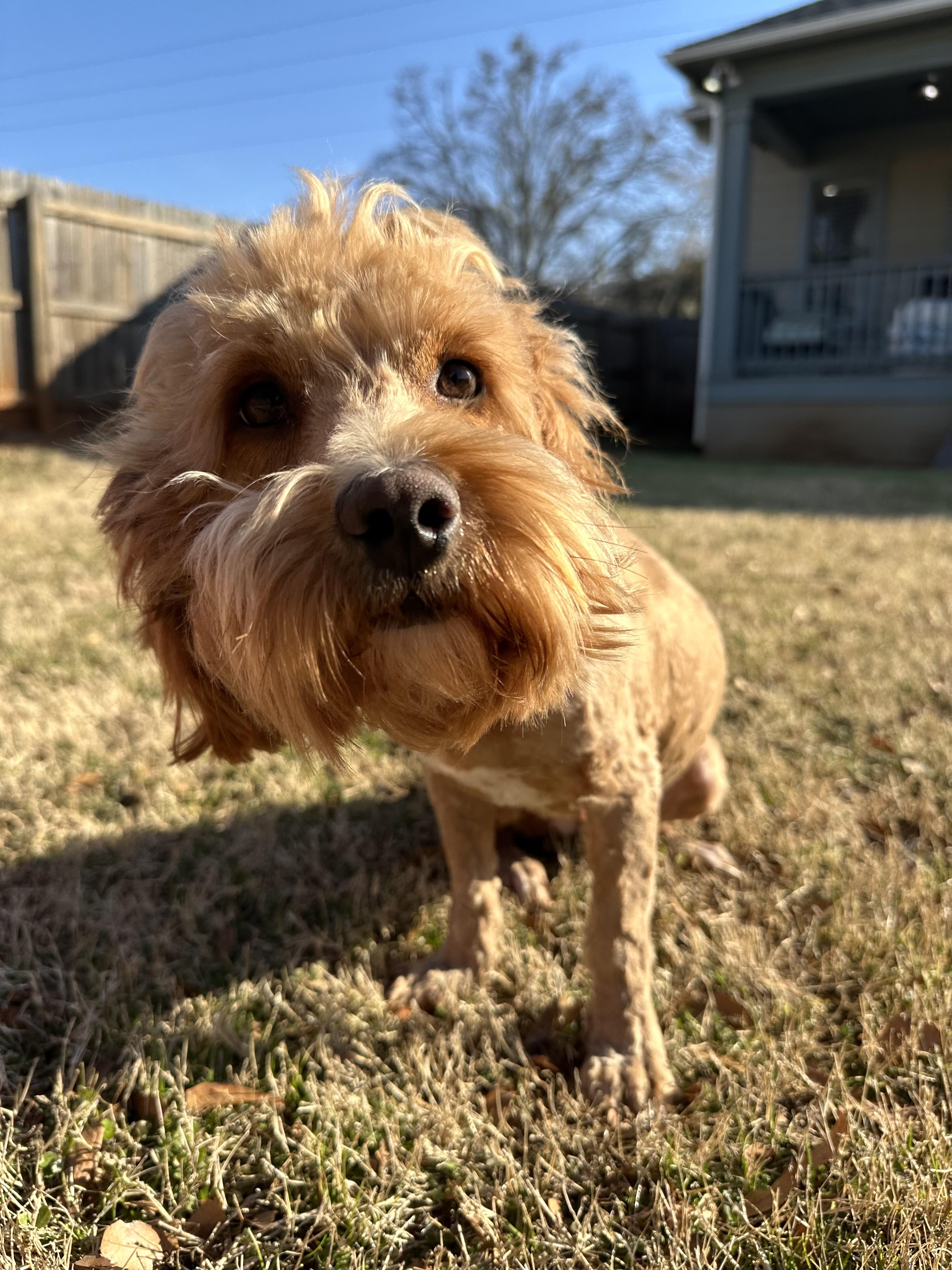 Molly is blind, ADOPTABLE, Young Female Goldendoodle & Miniature Poodle.