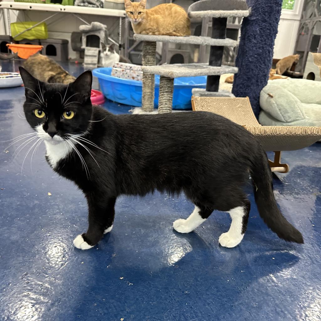 Princess, Adoptable, Adult Female Domestic Short Hair.