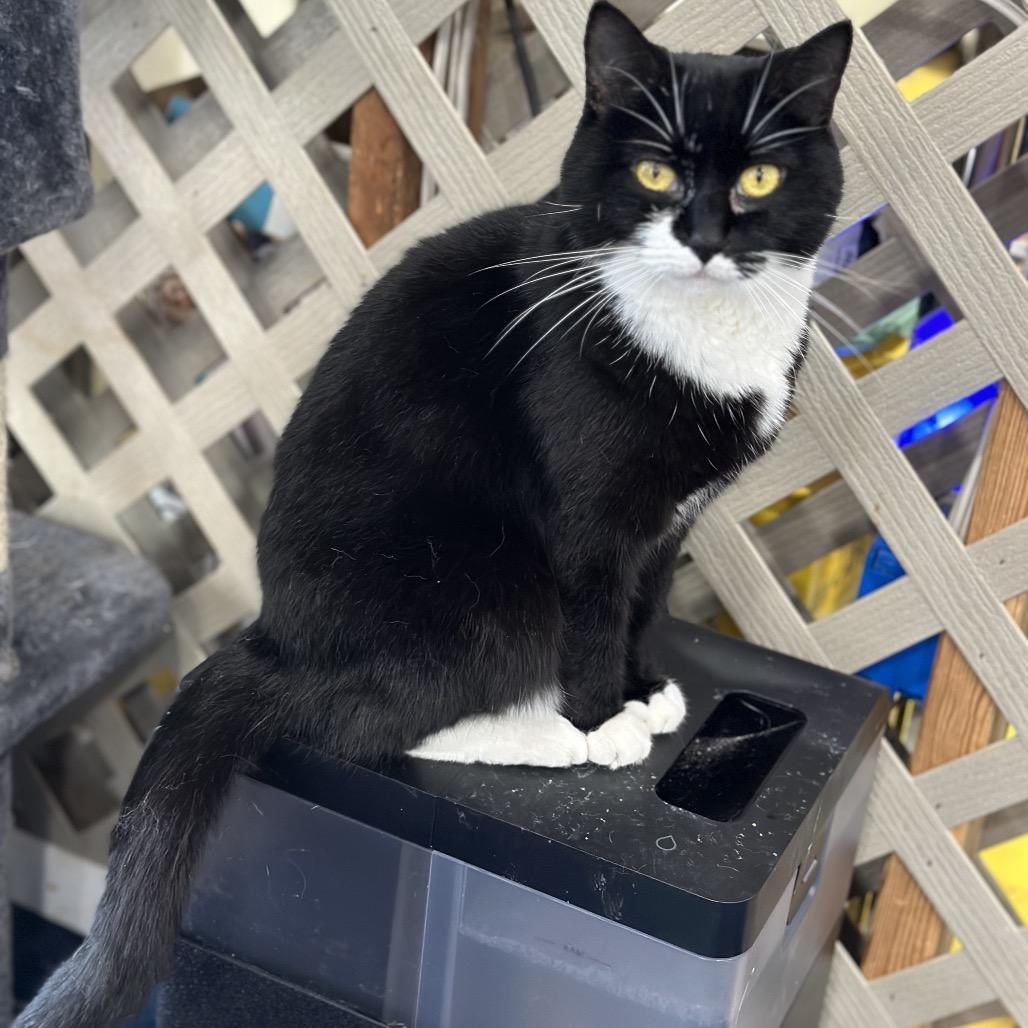 Enlarge Princess, a Adoptable Domestic Short Hair in Nokesville, VA image 2/3