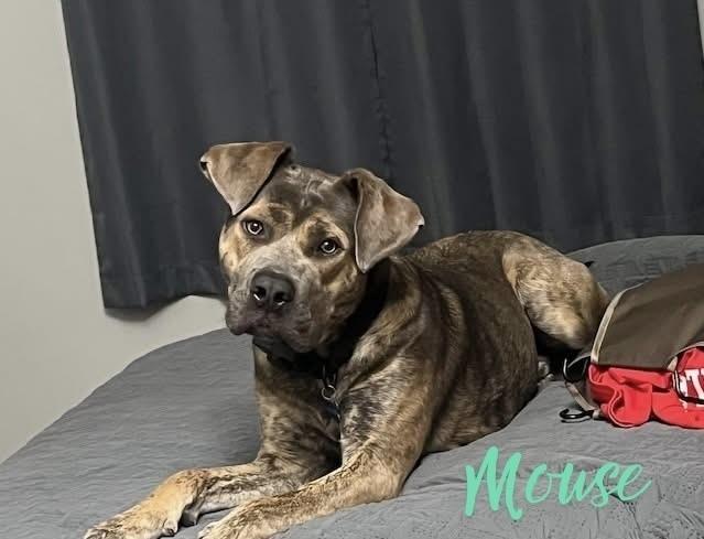 Enlarge Mouse , a ADOPTABLE mixed breed in Blair, NE image 2/3