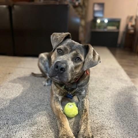 Enlarge Mouse , a ADOPTABLE mixed breed in Blair, NE image 1/3