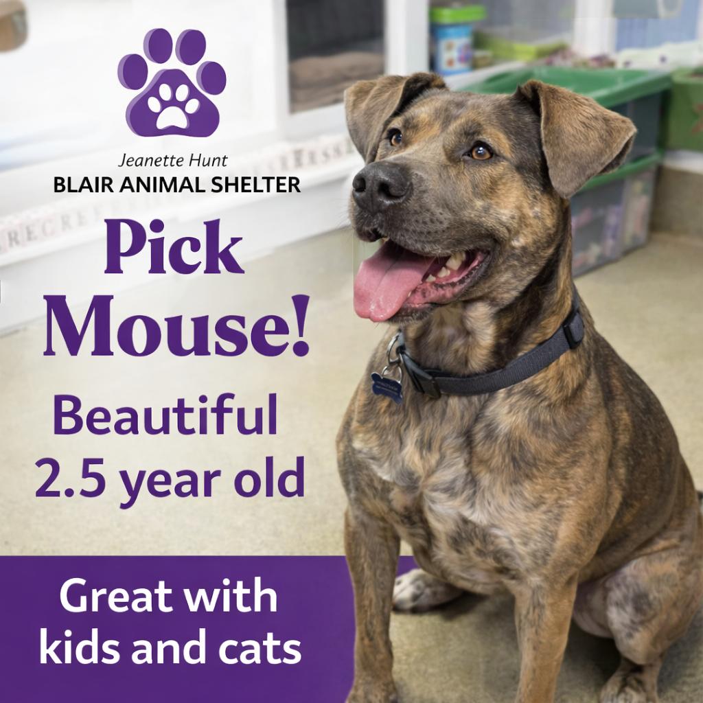 Enlarge Mouse , a ADOPTABLE mixed breed in Blair, NE image 3/3