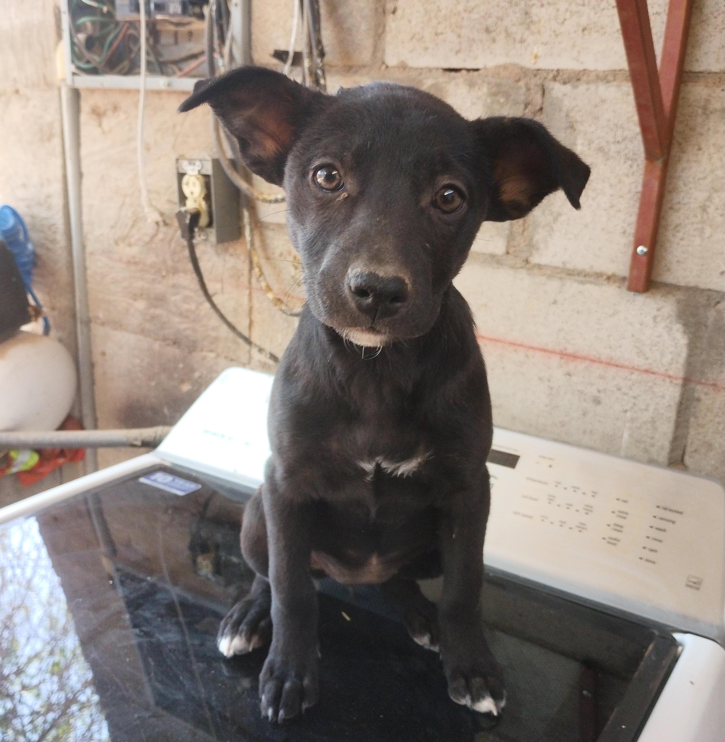 Negrita (26), Baby Female Australian Kelpie