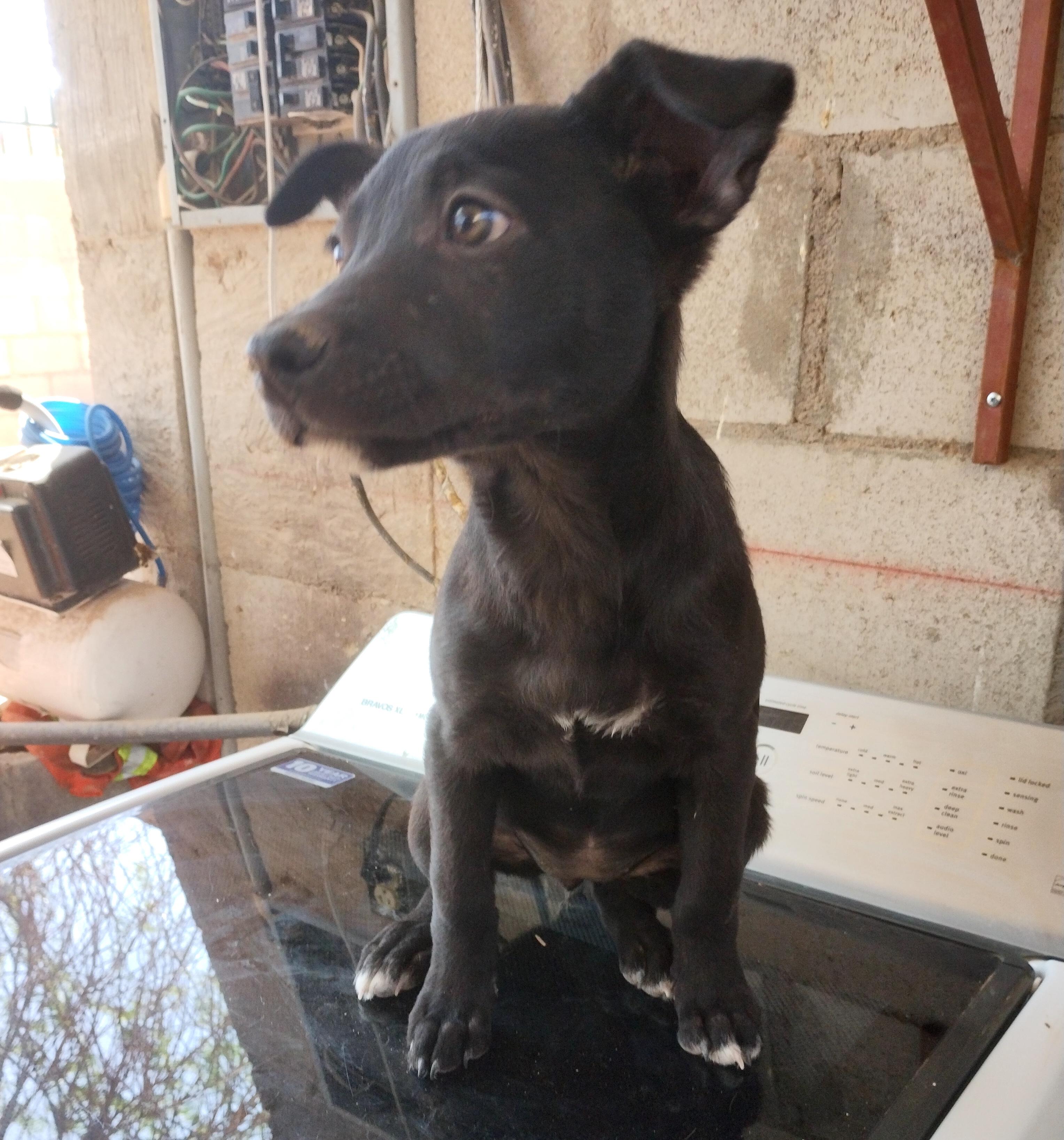 Negrita (26) photo 2