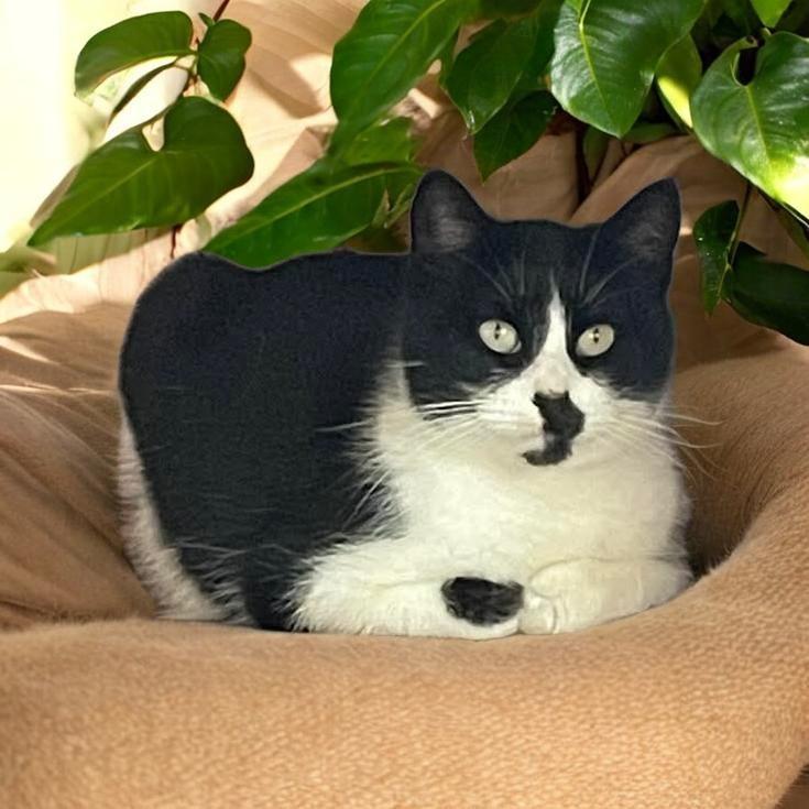 DAHLIA, ADOPTABLE, Adult Female Domestic Short Hair.