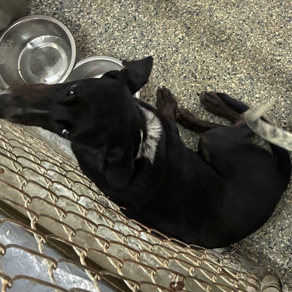 Anne, adopted, Young Female Black Labrador Retriever & Bluetick Coonhound.