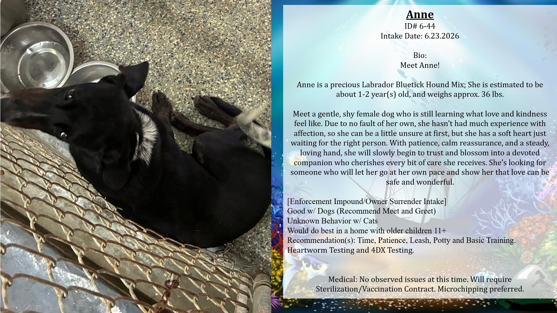 Anne, an adopted mixed breed in Cumberland , VA image 2/2