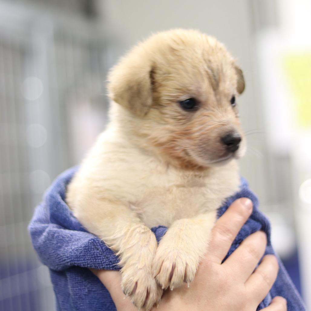 Ct Street Bob thumbnail 4