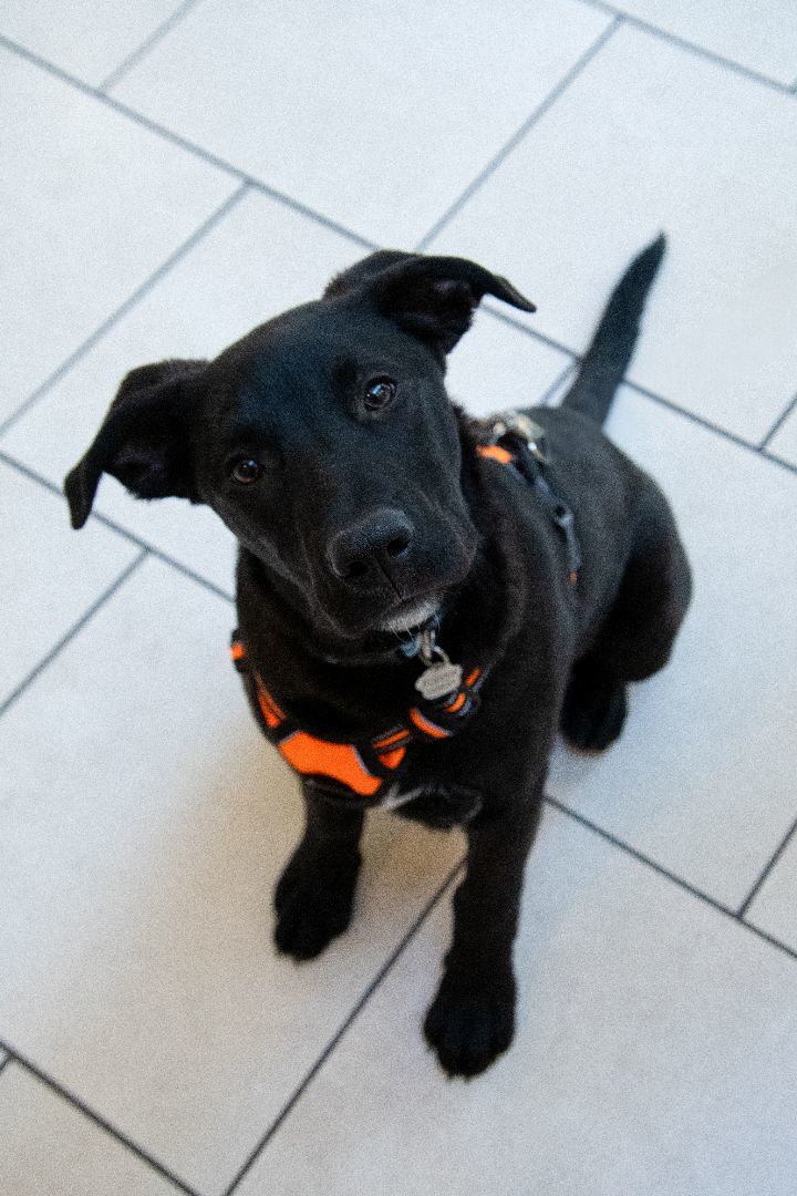 Frankie 2
