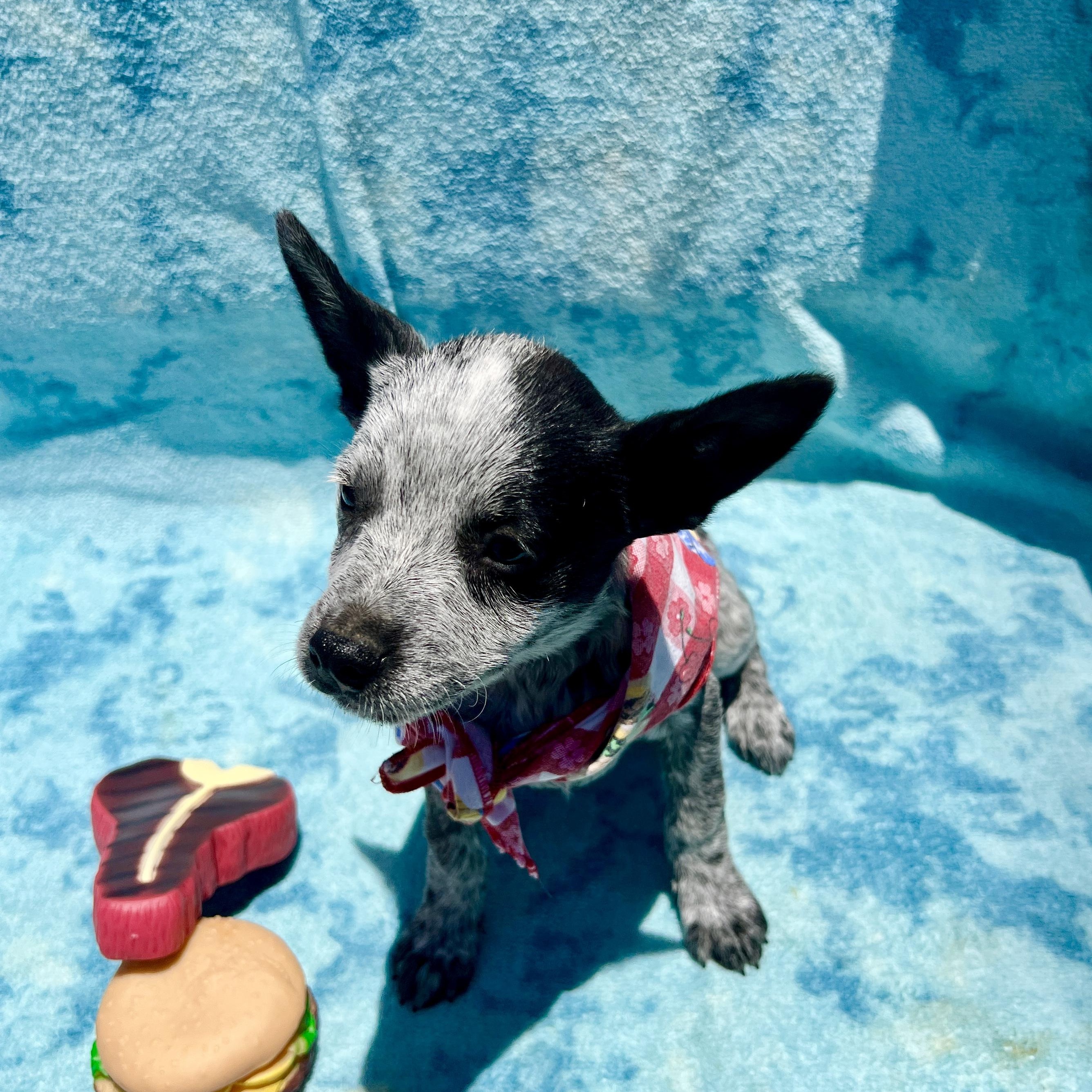 Enlarge Lyndy, an adopted mixed breed in Escondido, CA image 1/5