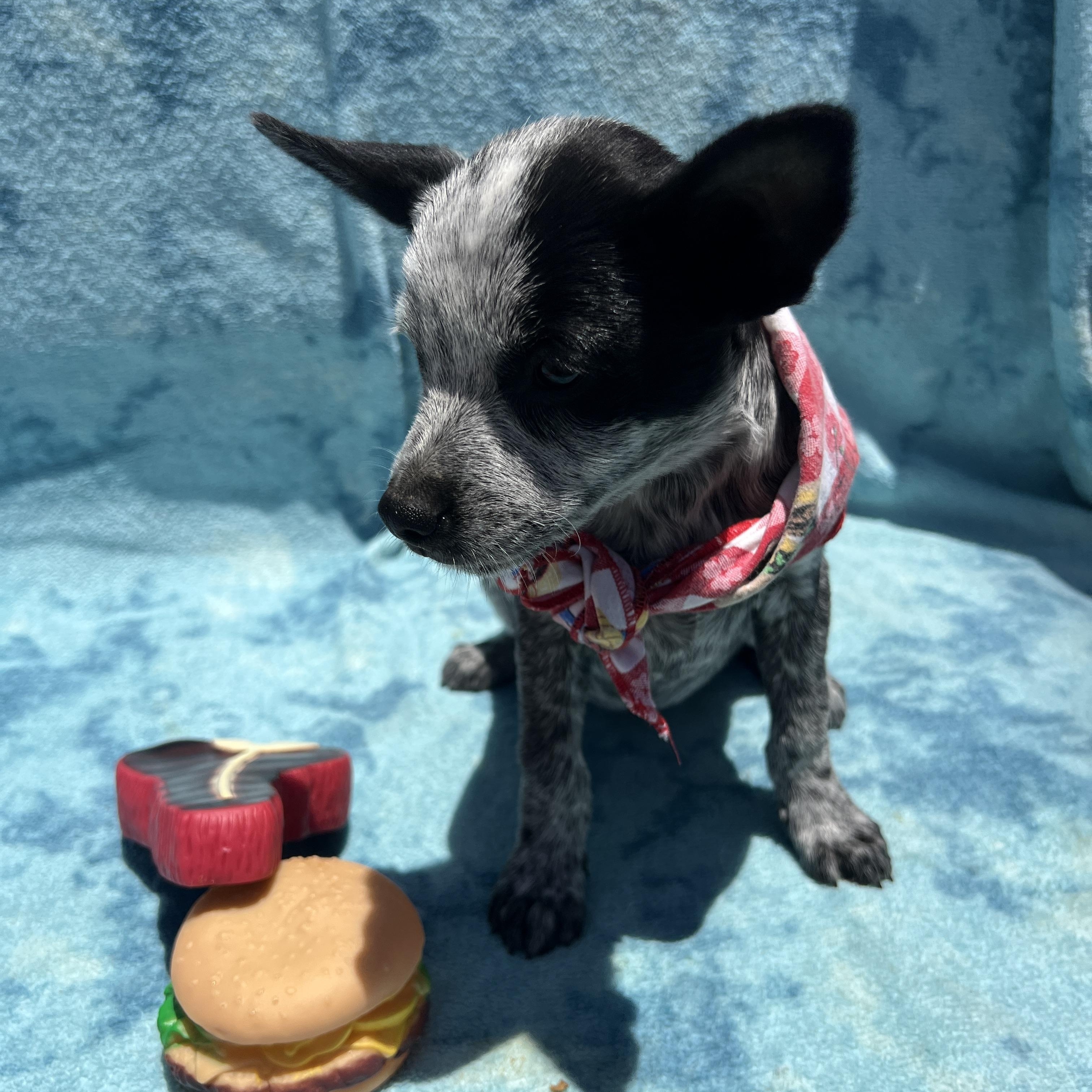 Enlarge Lyndy, an adopted mixed breed in Escondido, CA image 2/5