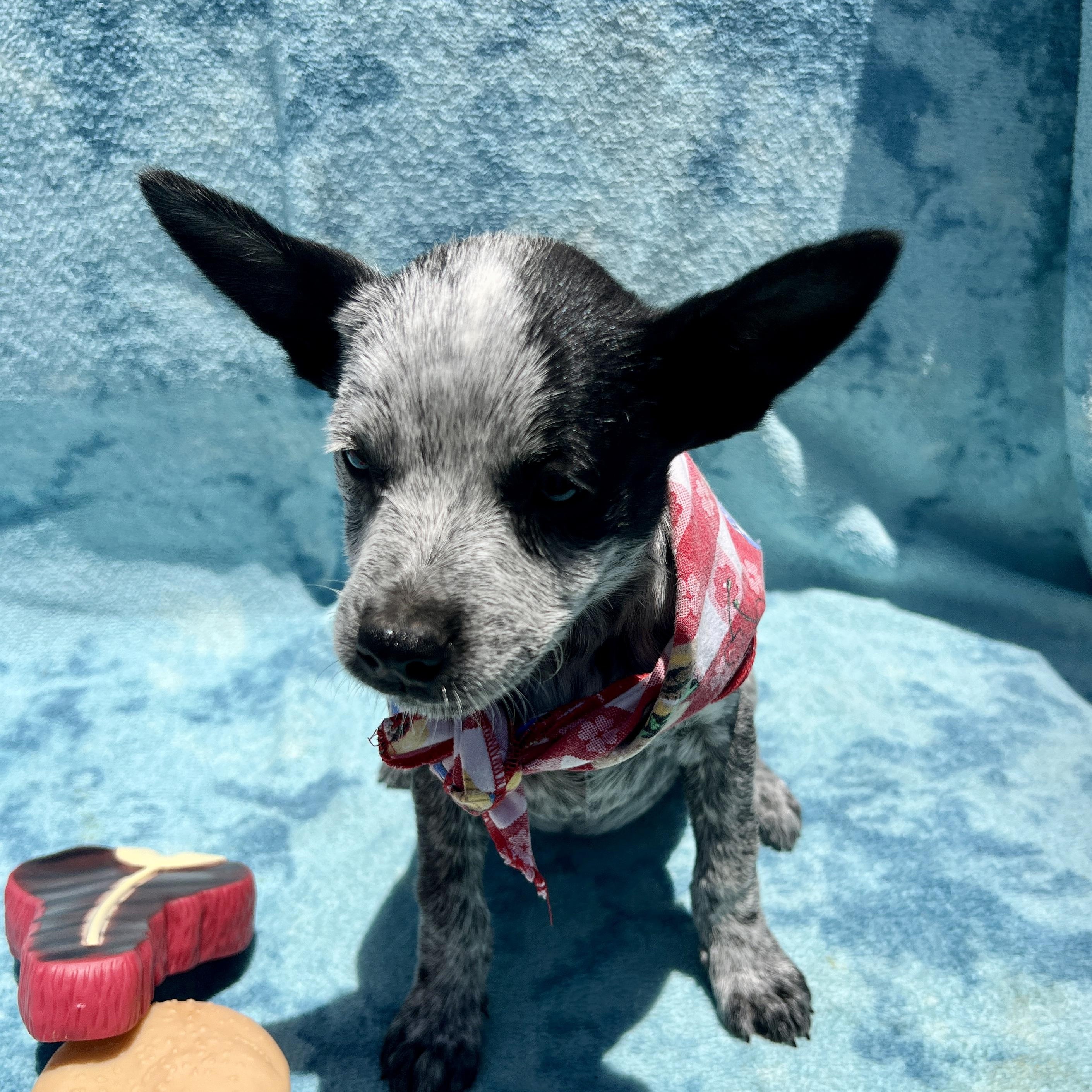 Enlarge Lyndy, an adopted mixed breed in Escondido, CA image 4/5