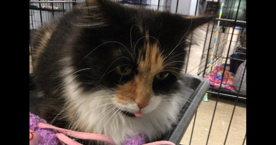 Cranberry, Adoptable, Adult Female Domestic Medium Hair.