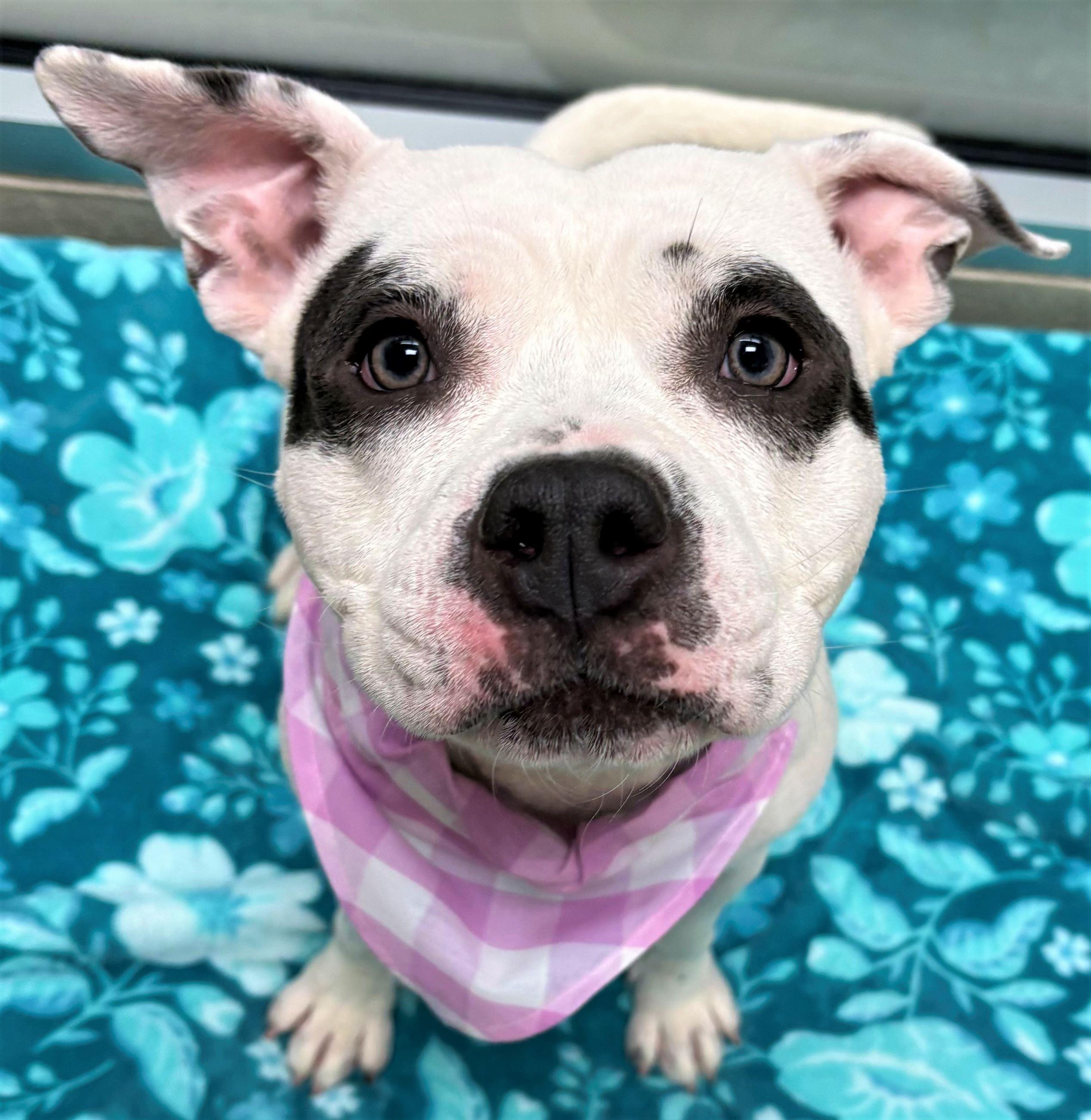 Shug, ADOPTABLE, Young Female Pit Bull Terrier.