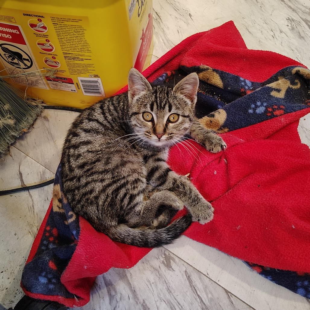 Miola, Adoptable, Kitten Female Domestic Short Hair.