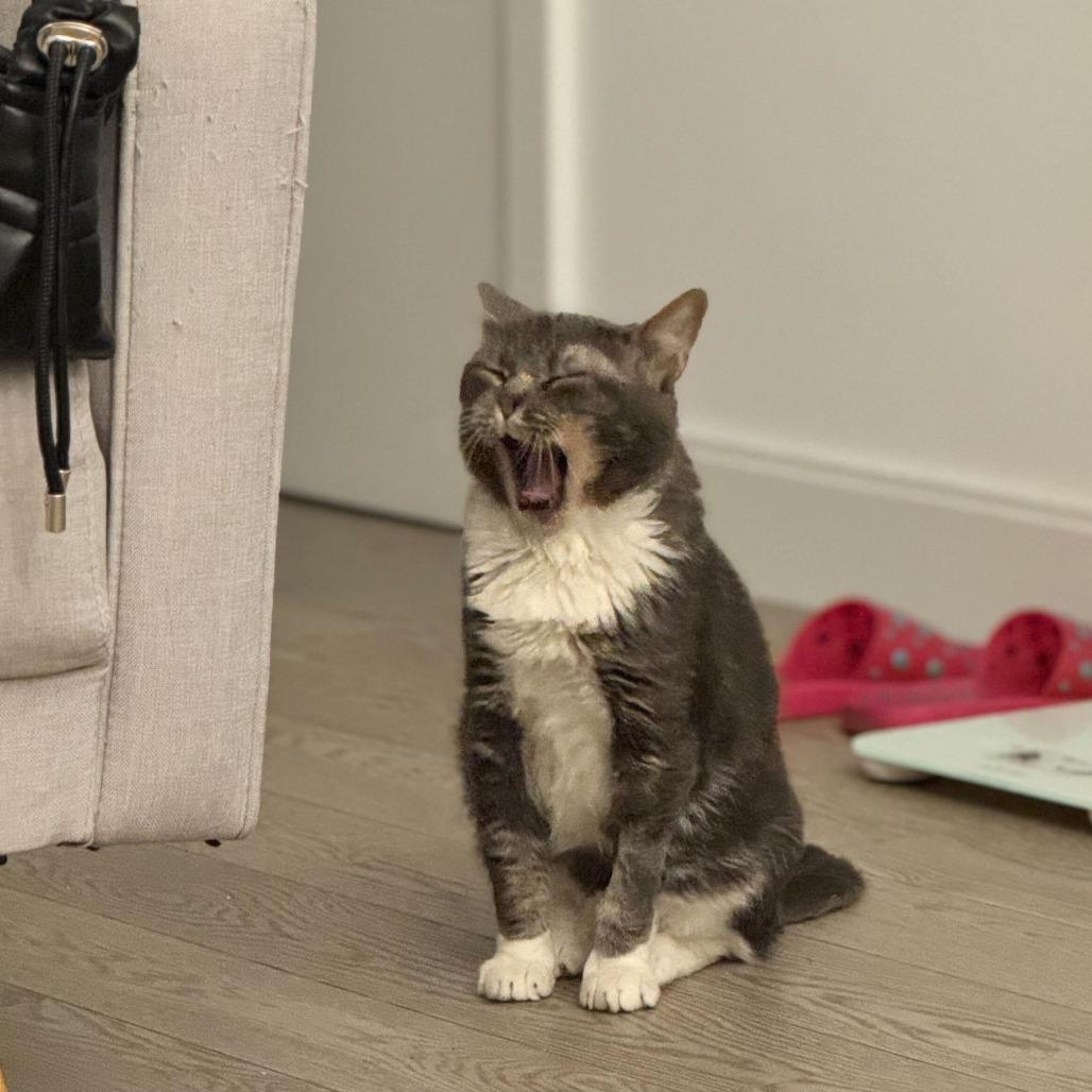 Enlarge Lord Licorice, a Adoptable Domestic Short Hair in New York, NY image 1/6