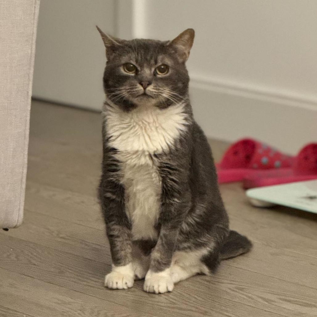 Enlarge Lord Licorice, a Adoptable Domestic Short Hair in New York, NY image 2/6