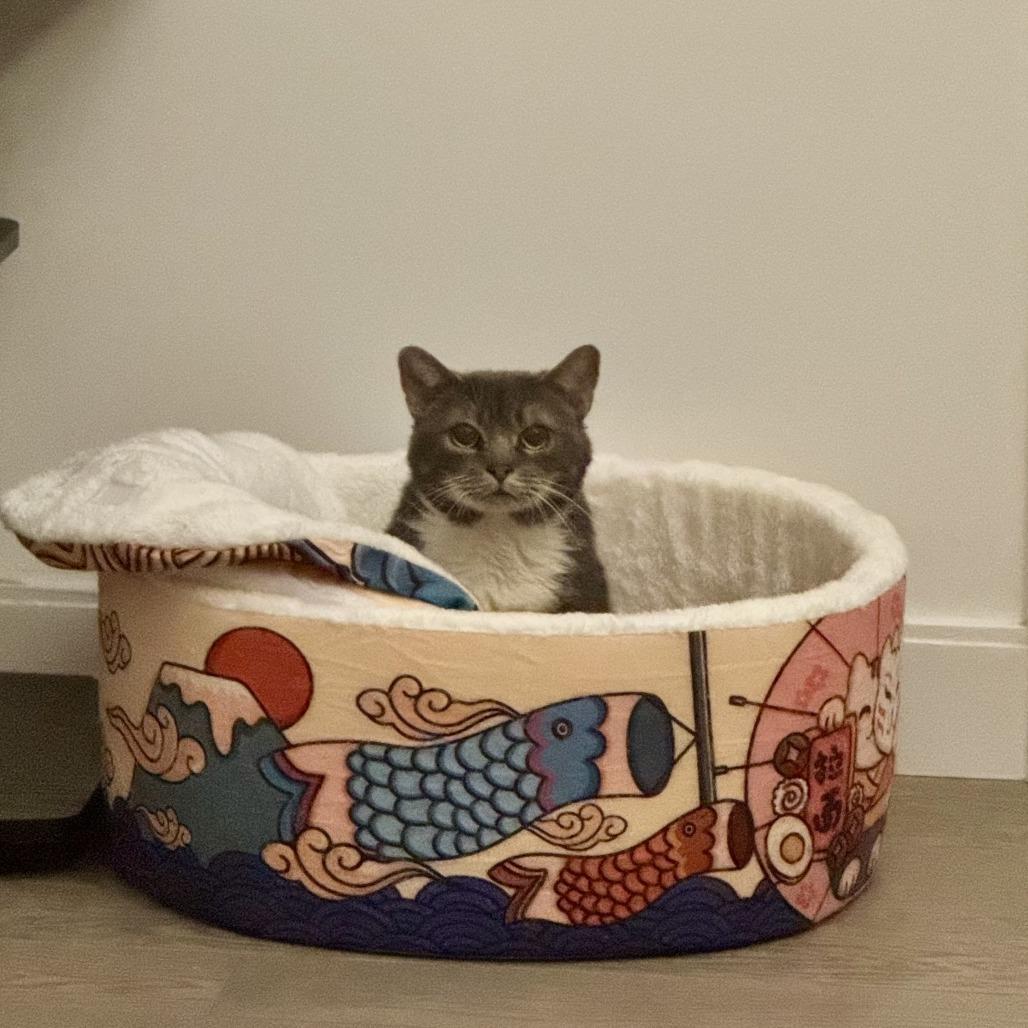 Enlarge Lord Licorice, a Adoptable Domestic Short Hair in New York, NY image 3/6