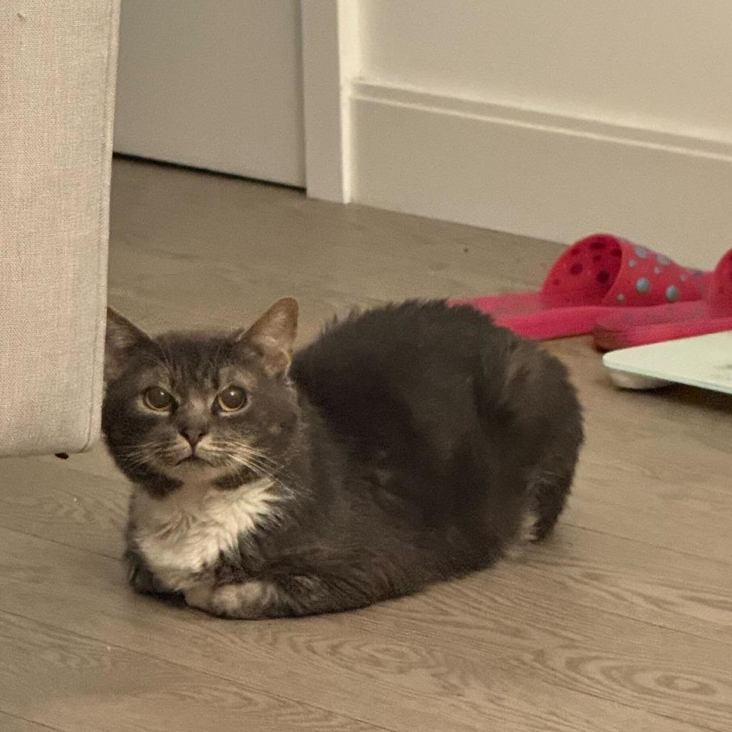 Enlarge Lord Licorice, a Adoptable Domestic Short Hair in New York, NY image 4/6