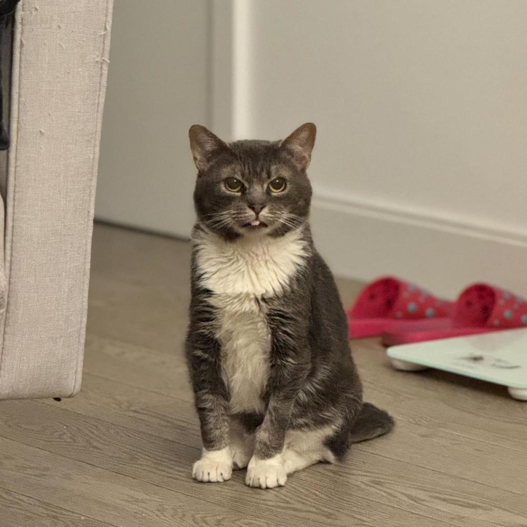 Enlarge Lord Licorice, a Adoptable Domestic Short Hair in New York, NY image 5/6