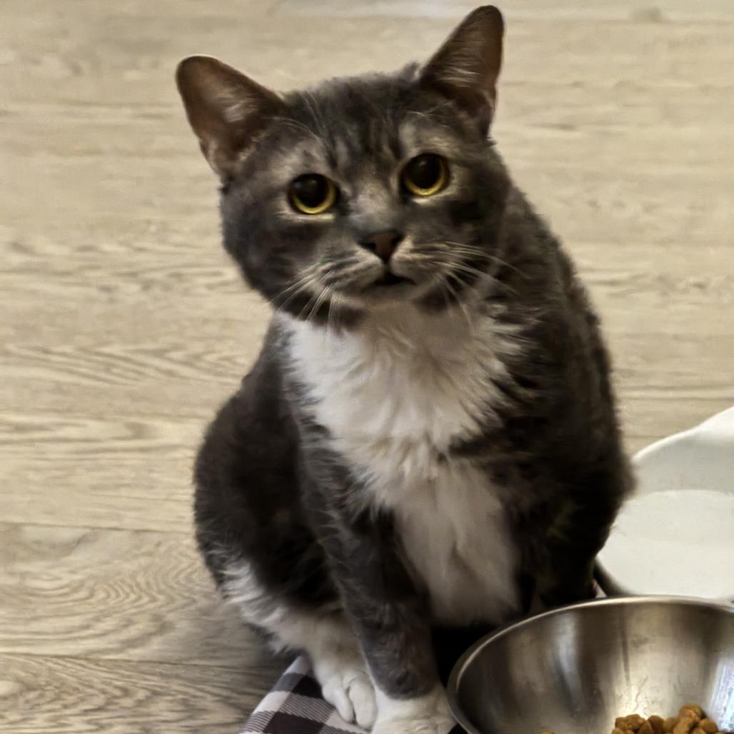 Enlarge Lord Licorice, a Adoptable Domestic Short Hair in New York, NY image 6/6