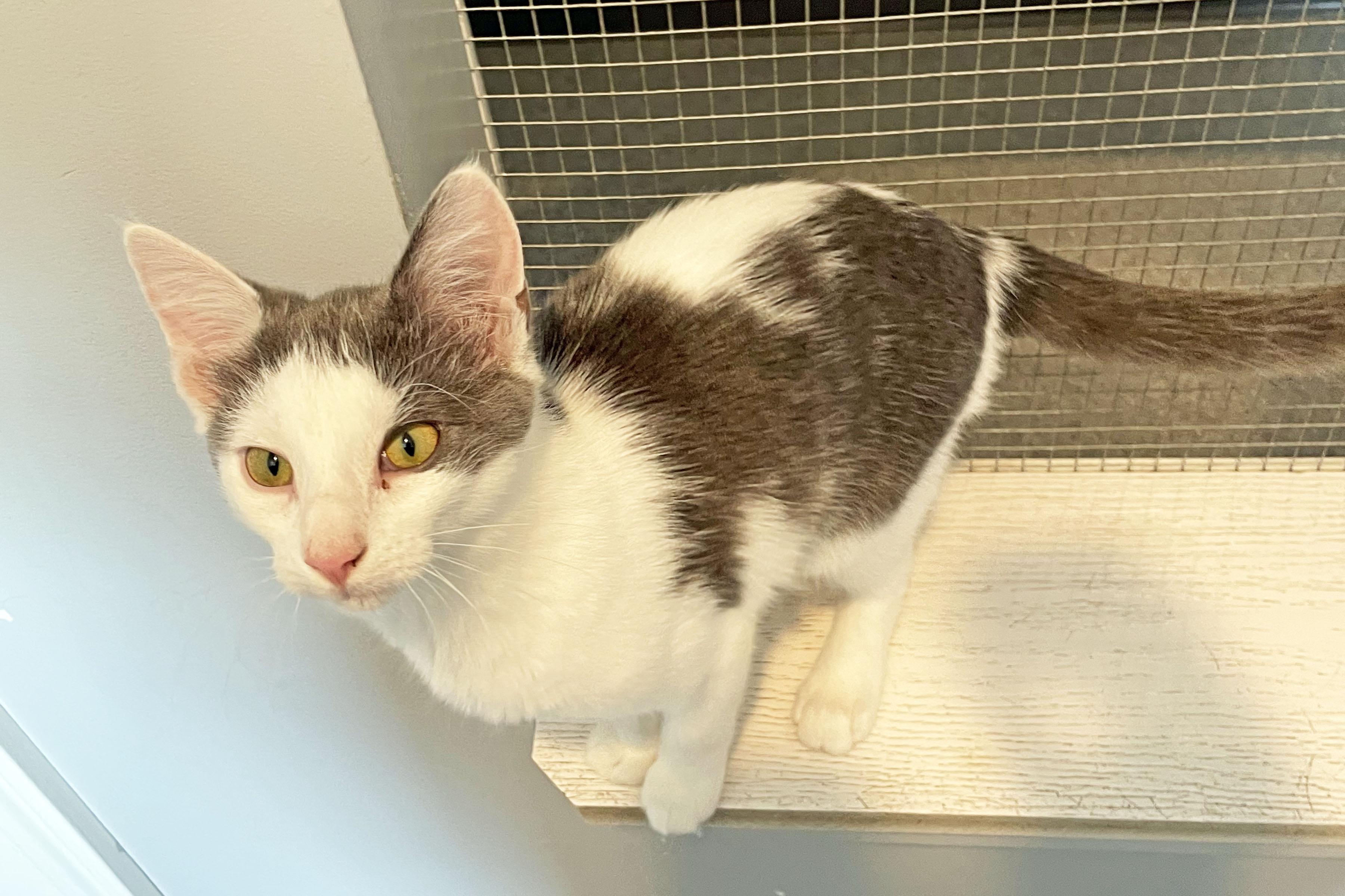 Enlarge Bambi, an adopted Domestic Short Hair in Lincoln, NE image 2/2