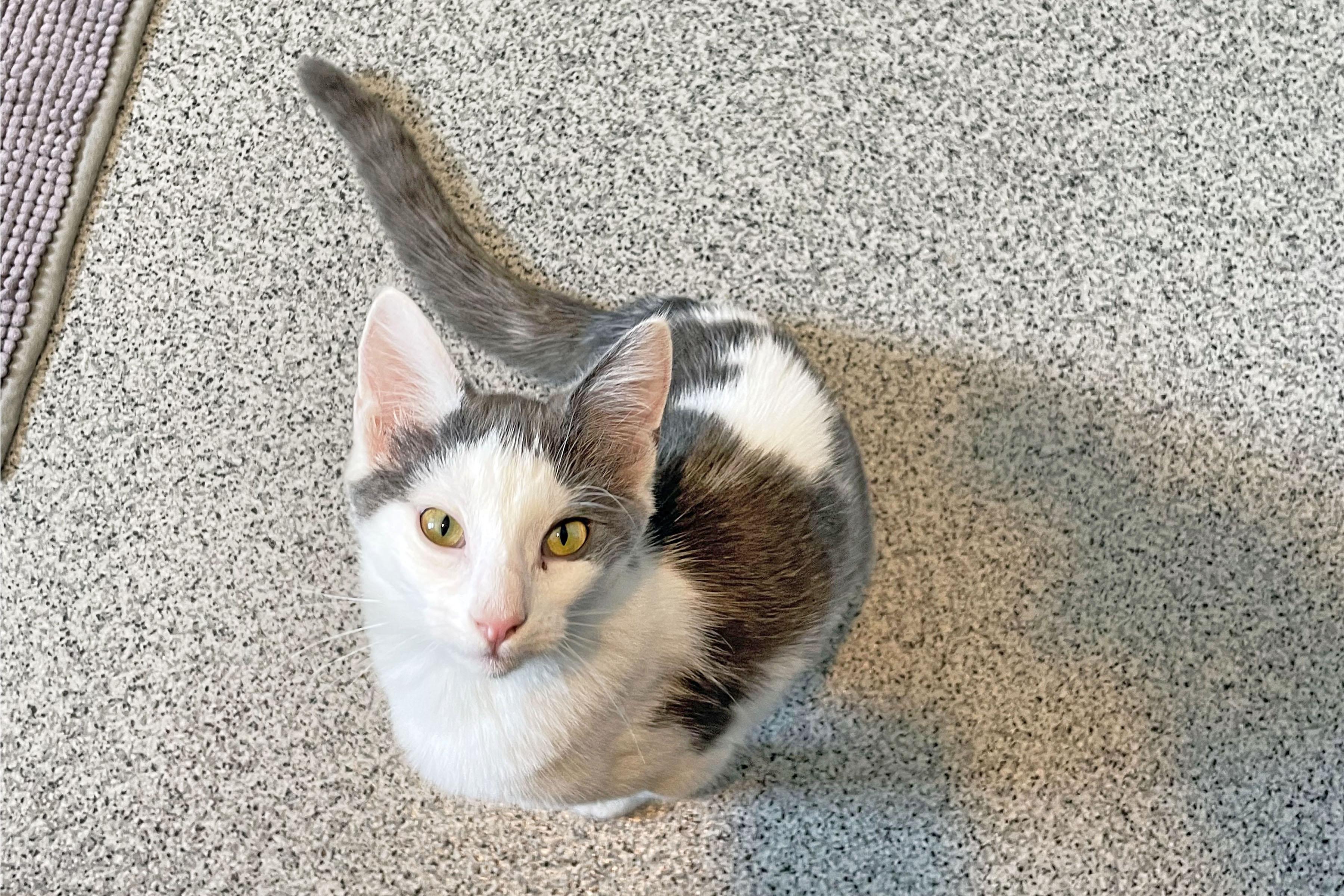 Bambi, adopted, Kitten Female Domestic Short Hair.