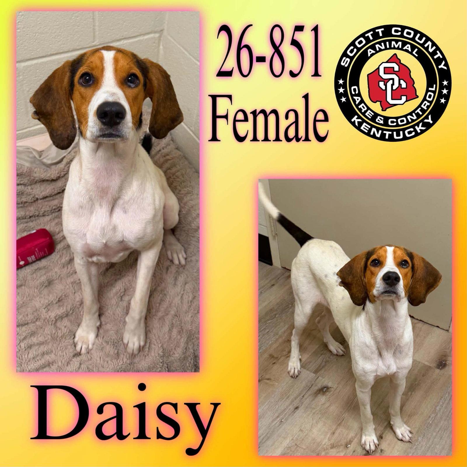 Enlarge Daisy, a Adoptable Foxhound in Georgetown, KY image 1/1