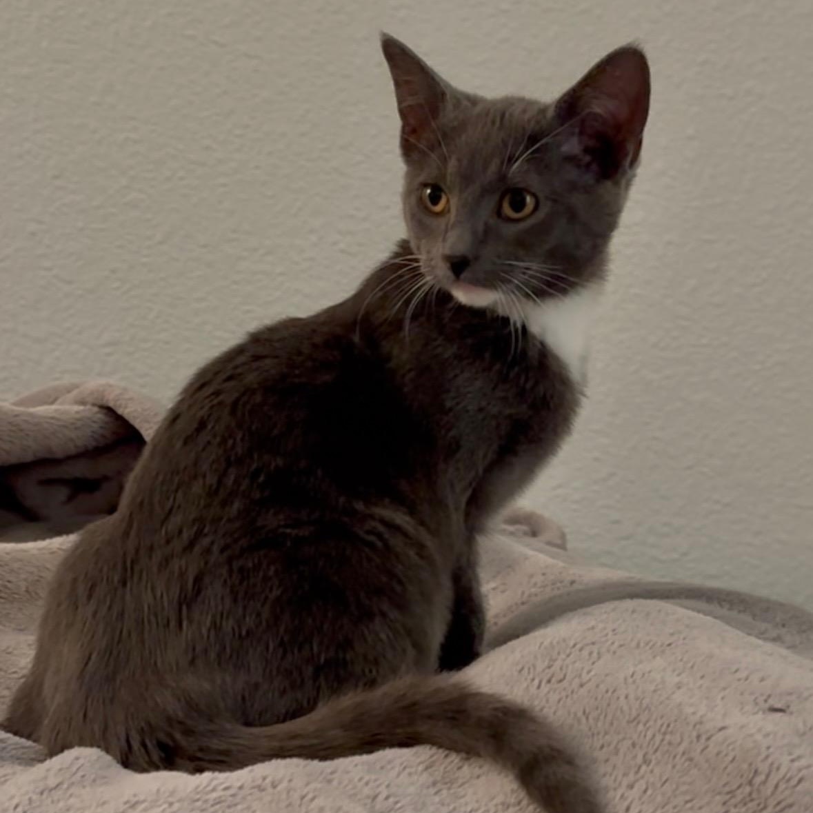 Hermione ( Napa)