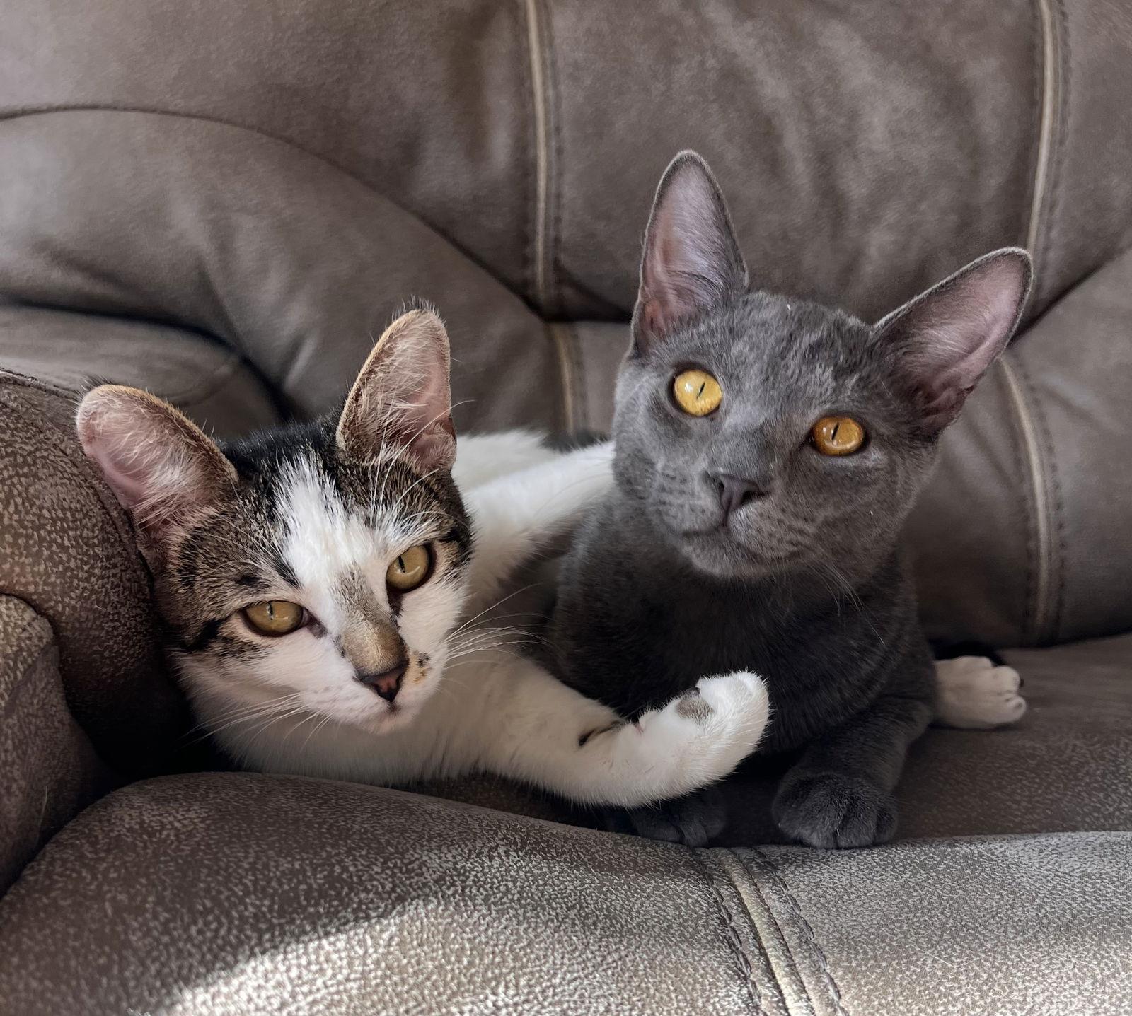 Bowser *BONDED* with Zelda, a Adoptable Domestic Short Hair in Sanford, FL image 1/3