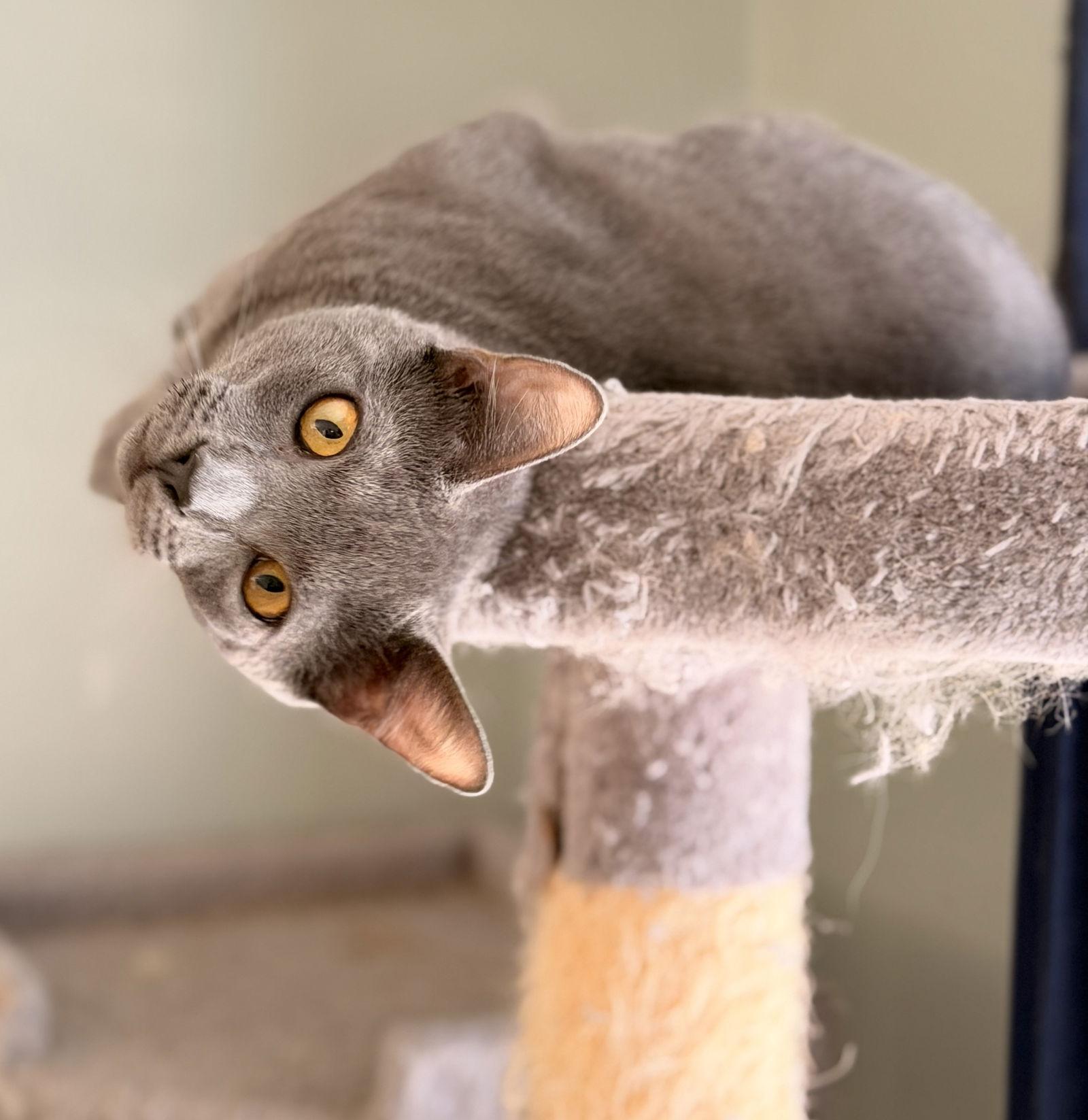 Bowser *BONDED* with Zelda, a Adoptable Domestic Short Hair in Sanford, FL image 2/3