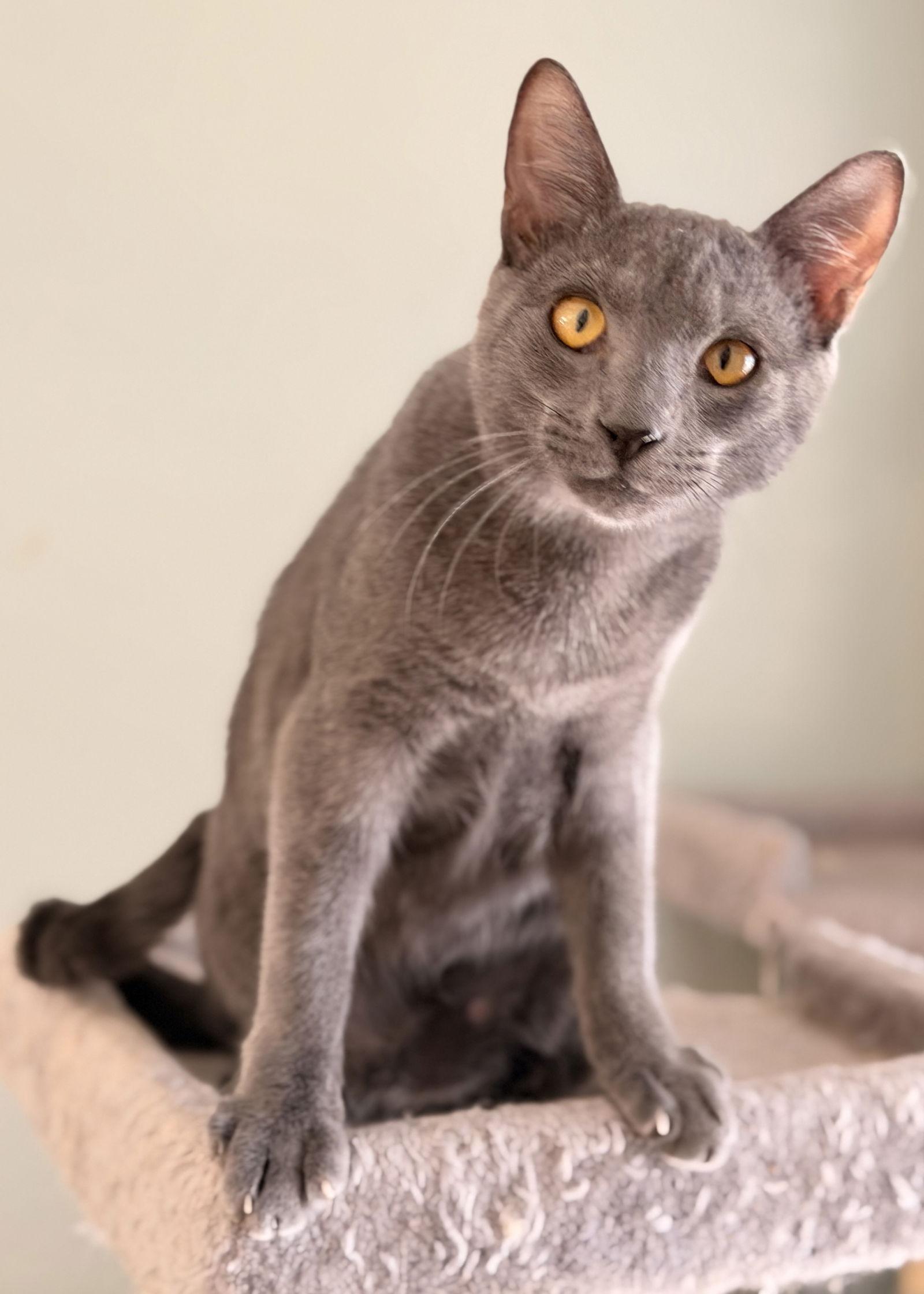 Bowser *BONDED* with Zelda, a Adoptable Domestic Short Hair in Sanford, FL image 3/3
