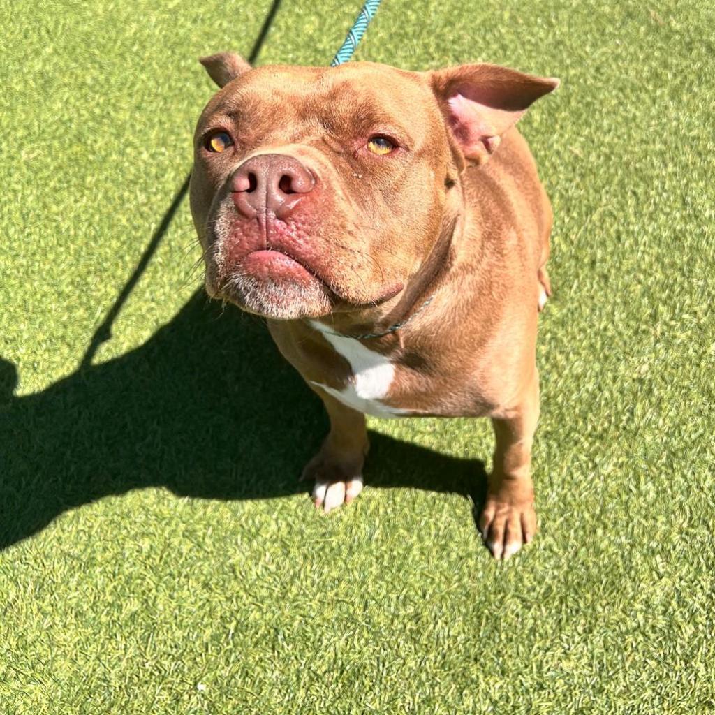 Enlarge Canelo, a Adoptable mixed breed in Tomball, TX image 1/6