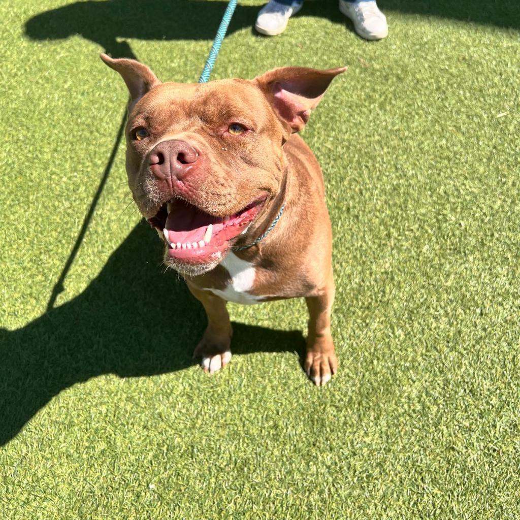 Enlarge Canelo, a Adoptable mixed breed in Tomball, TX image 2/6