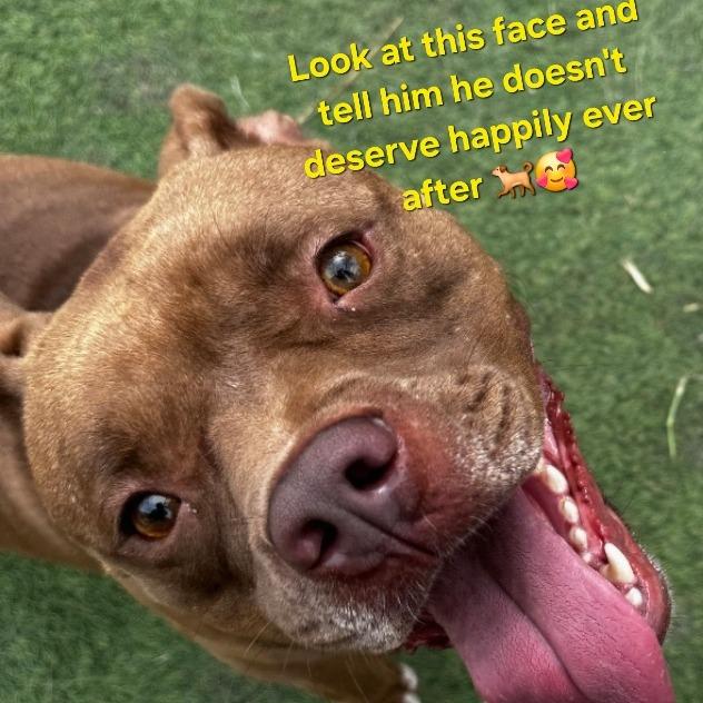 Enlarge Canelo, a Adoptable mixed breed in Tomball, TX image 3/6