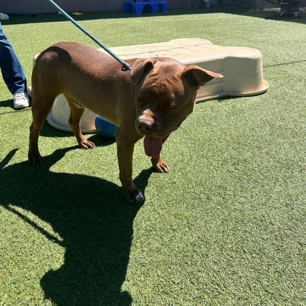 Enlarge Canelo, a Adoptable mixed breed in Tomball, TX image 4/6