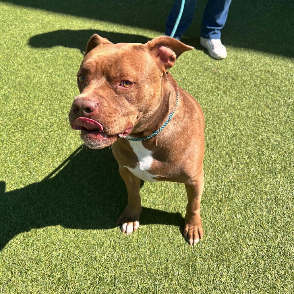 Enlarge Canelo, a Adoptable mixed breed in Tomball, TX image 5/6