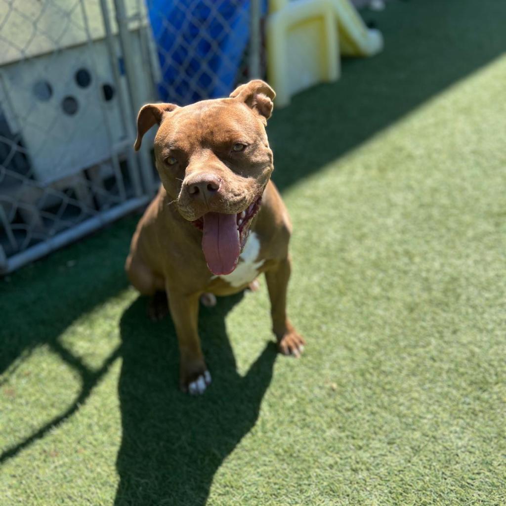 Enlarge Canelo, a Adoptable mixed breed in Tomball, TX image 6/6