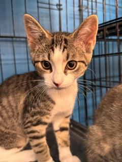 Sprout, adopted, Kitten Female Domestic Short Hair.